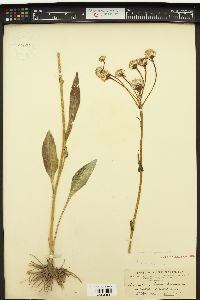 Senecio integerrimus var. exaltatus image