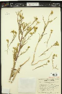 Hemizonia halliana image