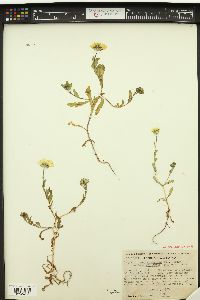 Layia chrysanthemoides subsp. maritima image