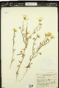 Layia pentachaeta subsp. albida image