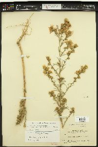 Dieteria canescens var. canescens image