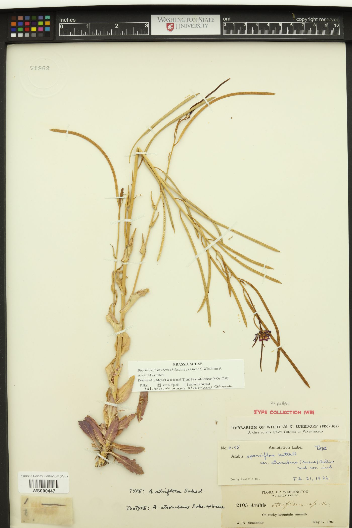 Arabis atriflora image