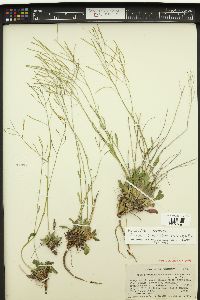 Arabis crucisetosa image