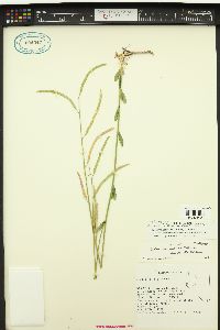 Arabis rigidissima var. demota image
