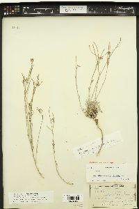 Arabis stenoloba image