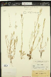 Cardamine oligosperma image