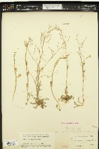 Cardamine pratensis image