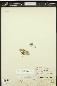Draba novolympica image