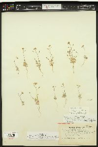 Draba reptans image