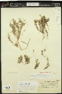 Draba ruaxes image