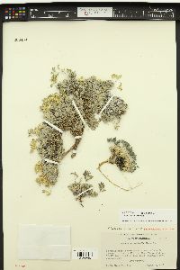 Draba sierrae image