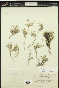 Draba sierrae image