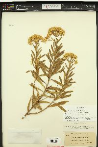 Bigelowia parishii image