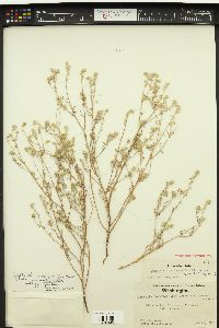 Cryptantha torreyana image