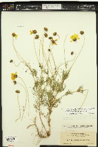 Thelesperma formosum image