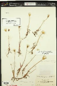 Agoseris heterophylla image