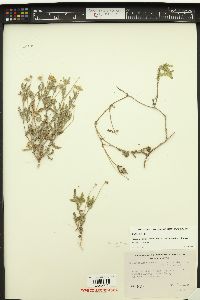 Melampodium cinereum var. hirtellum image