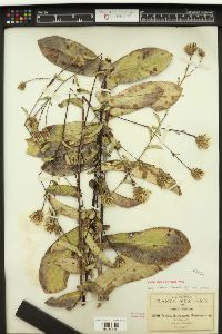 Acourtia michoacana image