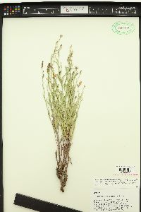 Stephanomeria fluminea image