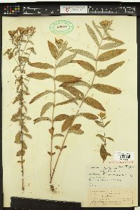 Stevia plummerae image