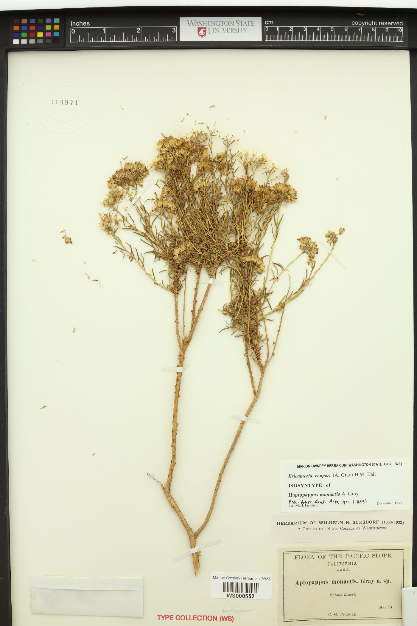 Haplopappus monactis image