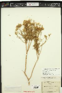 Haplopappus monactis image