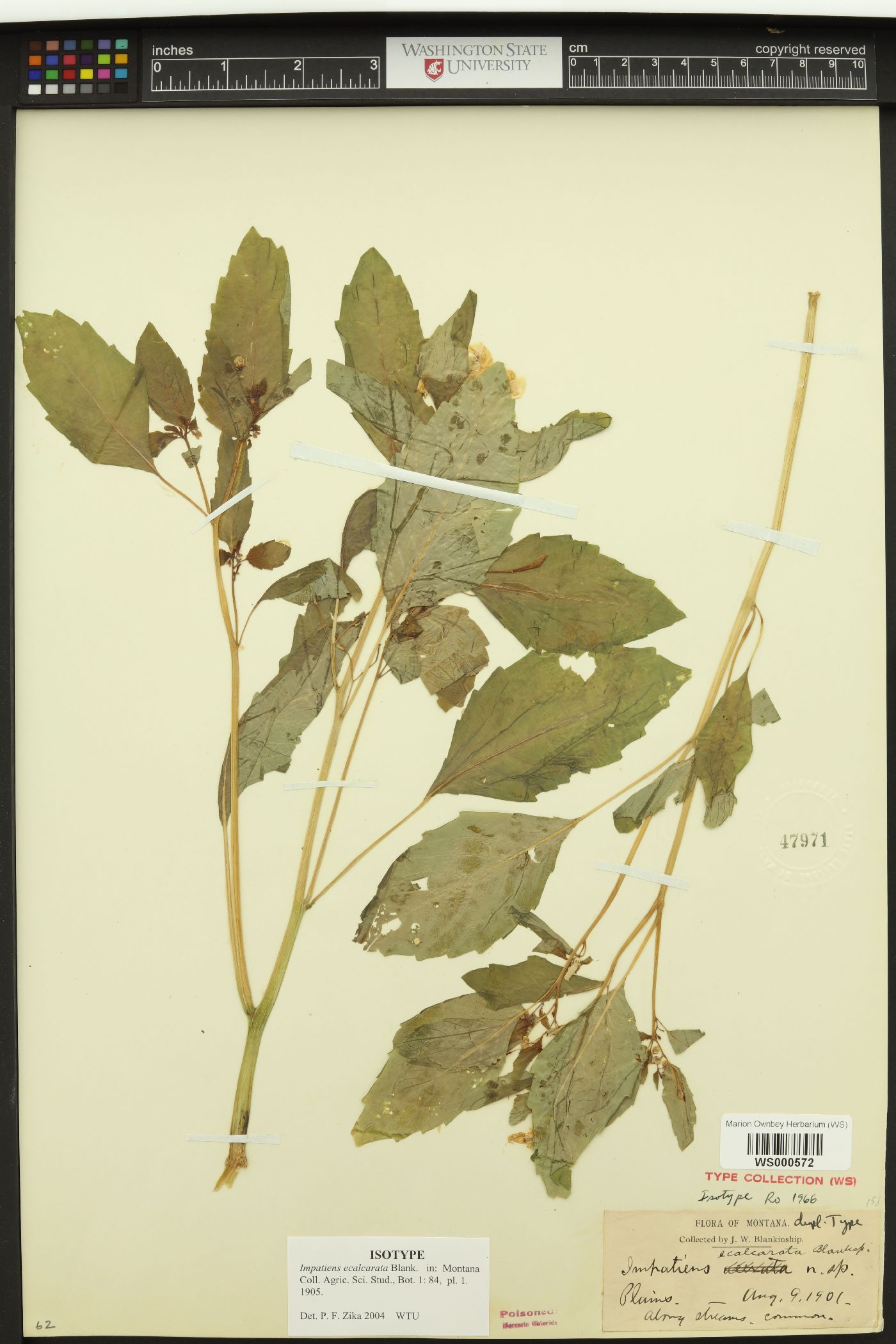 Impatiens ecalcarata image