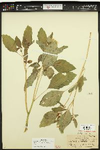 Impatiens ecalcarata image
