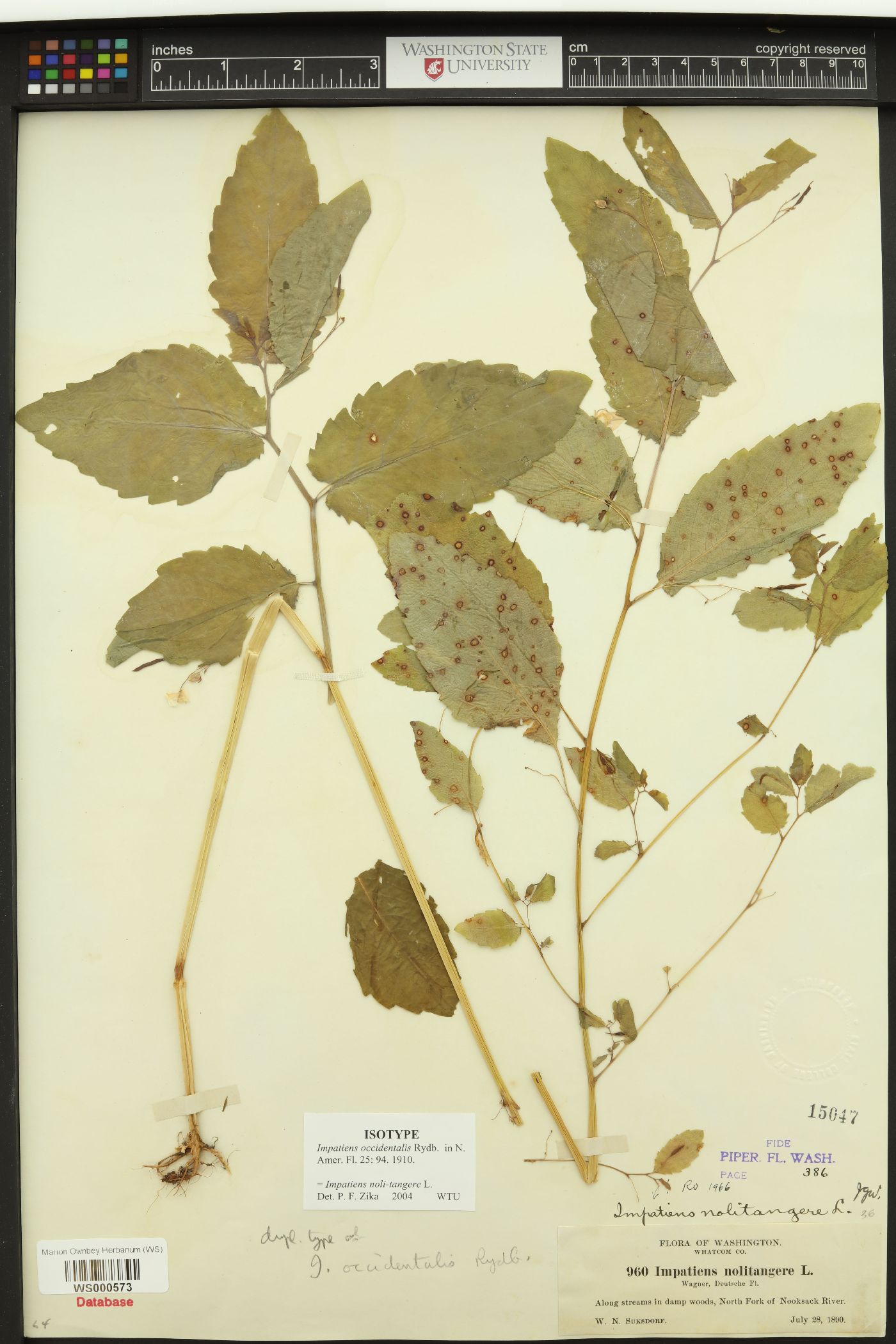 Impatiens occidentalis image