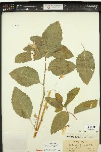 Impatiens occidentalis image