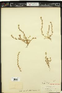 Allocarya jucunda image