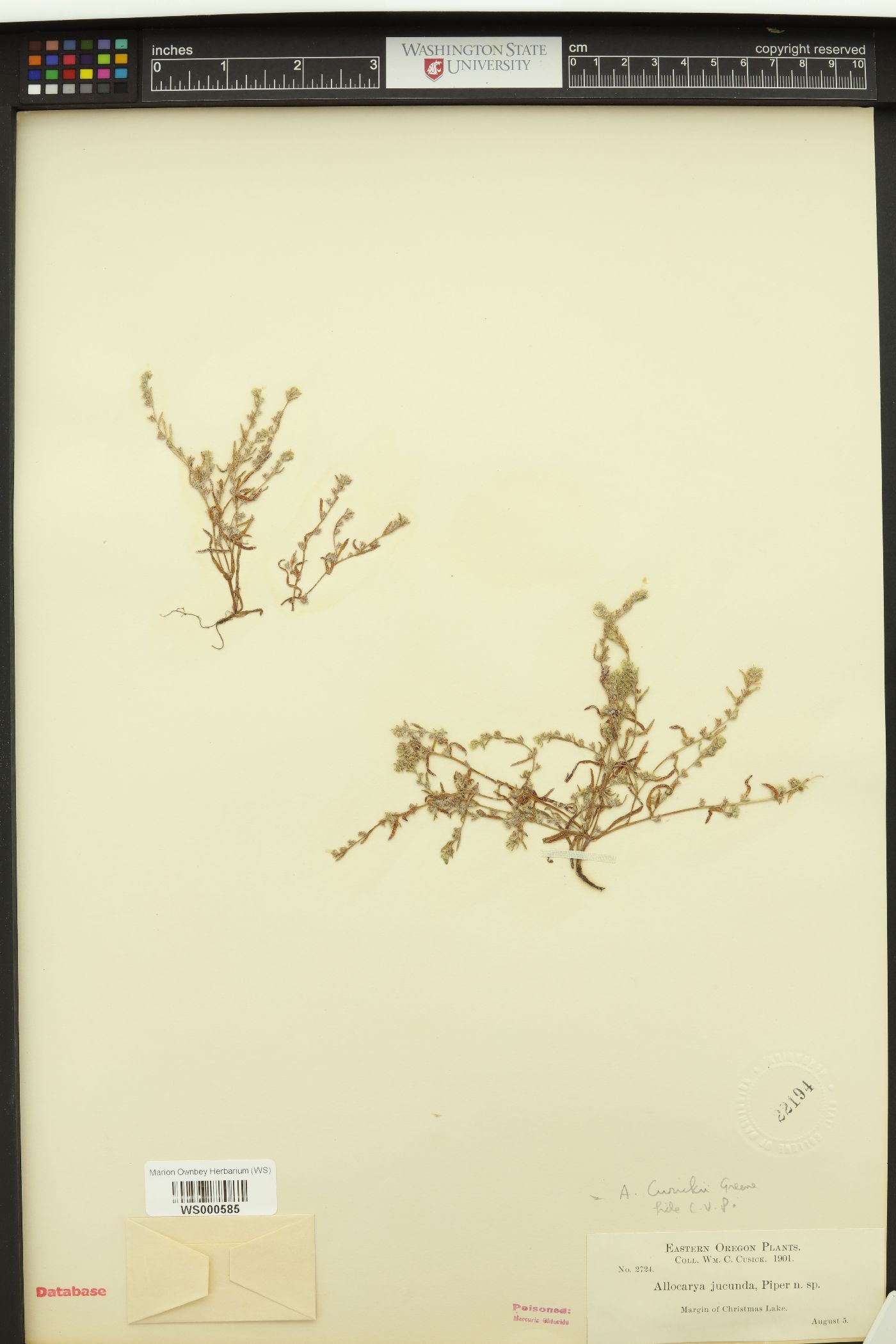 Allocarya jucunda image