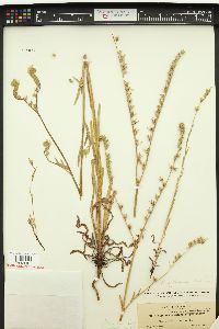 Amsinckia menziesii var. intermedia image