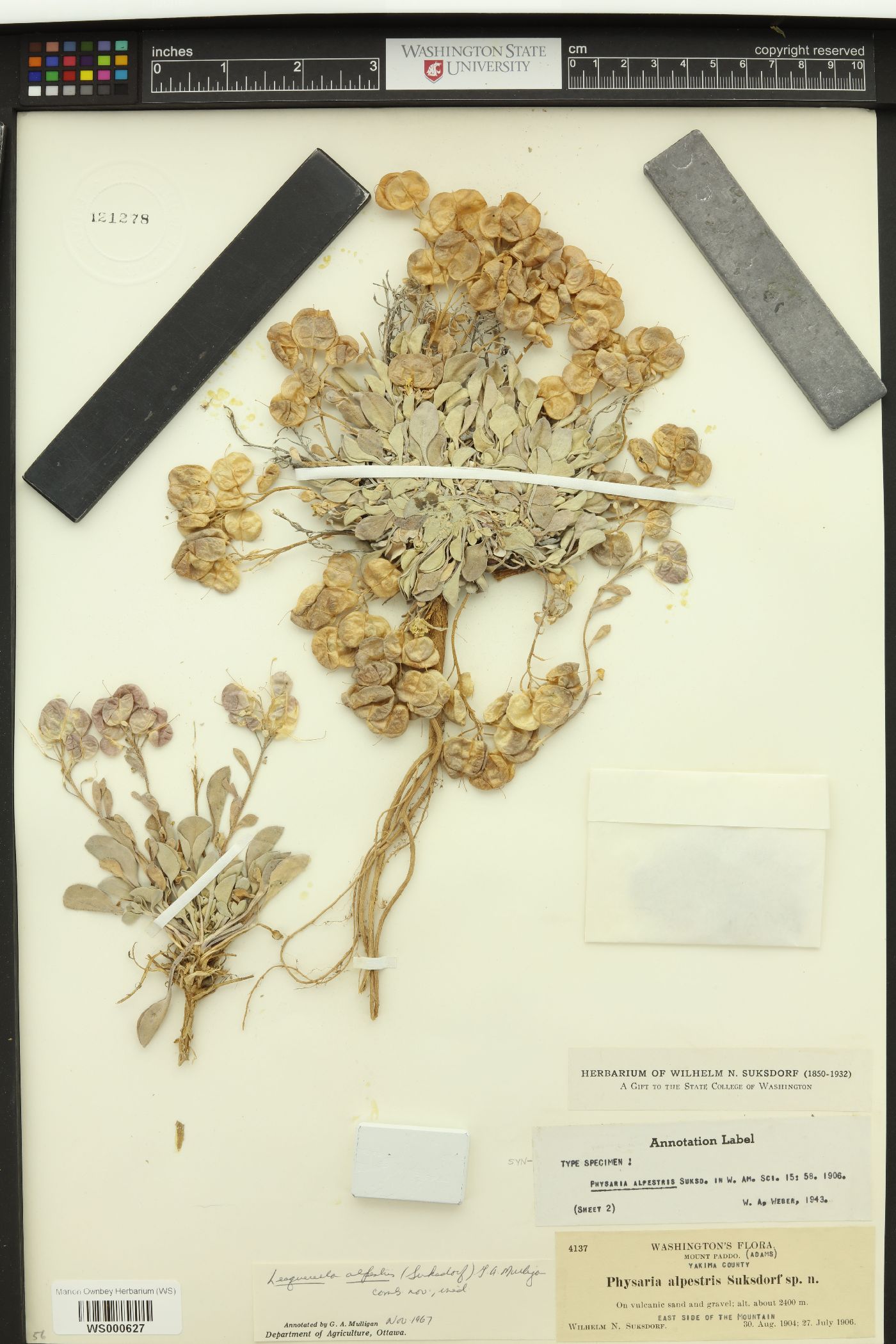 Physaria alpestris image