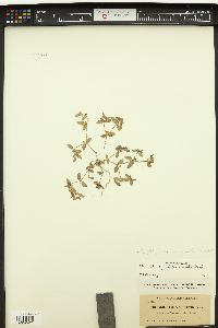 Euphorbia arenicola image