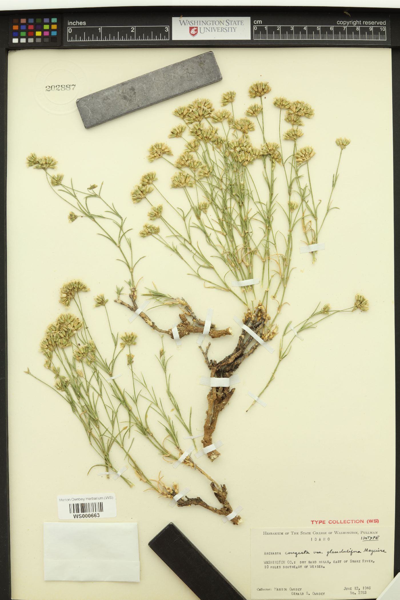 Eremogone congesta var. prolifera image