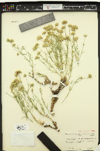 Eremogone congesta var. prolifera image