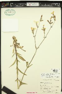 Silene latifolia image