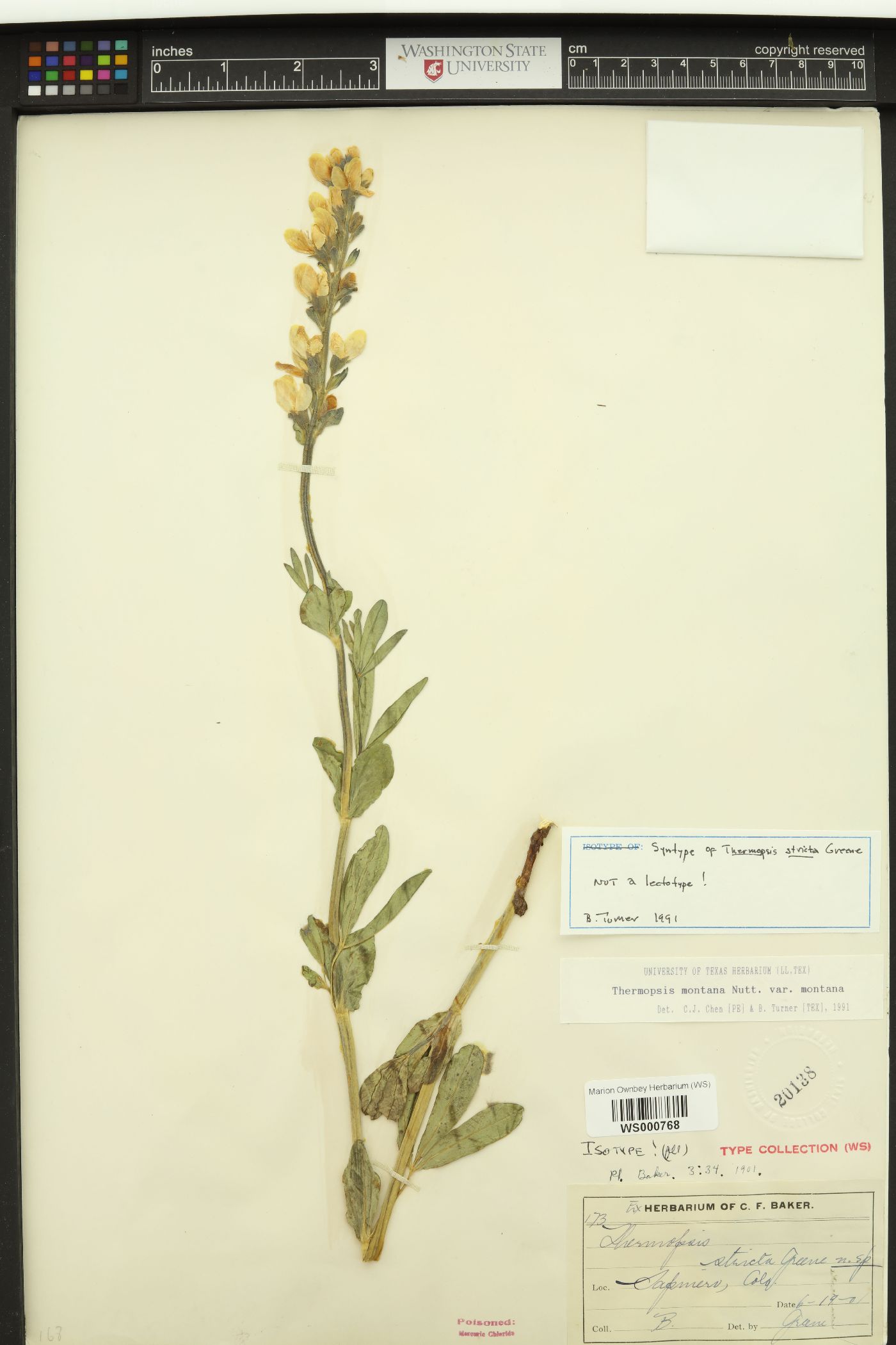 Thermopsis stricta image