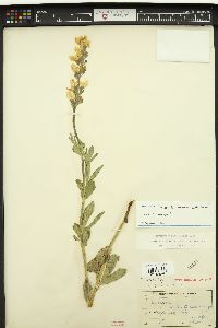 Thermopsis stricta image