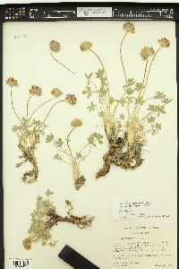 Trifolium andersonii image