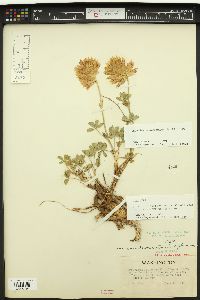 Trifolium macrocephalum image