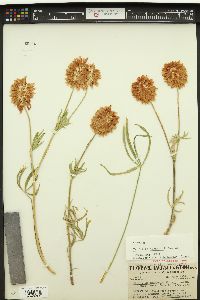Trifolium thompsonii image