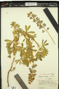 Lupinus formosus var. robustus image