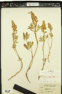 Lupinus crassus image