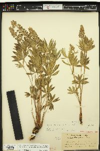 Lupinus arbustus image