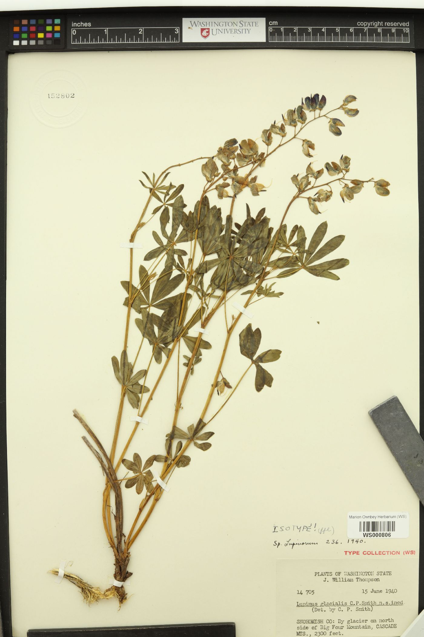 Lupinus glacialis image