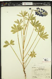 Lupinus holmgrenianus image