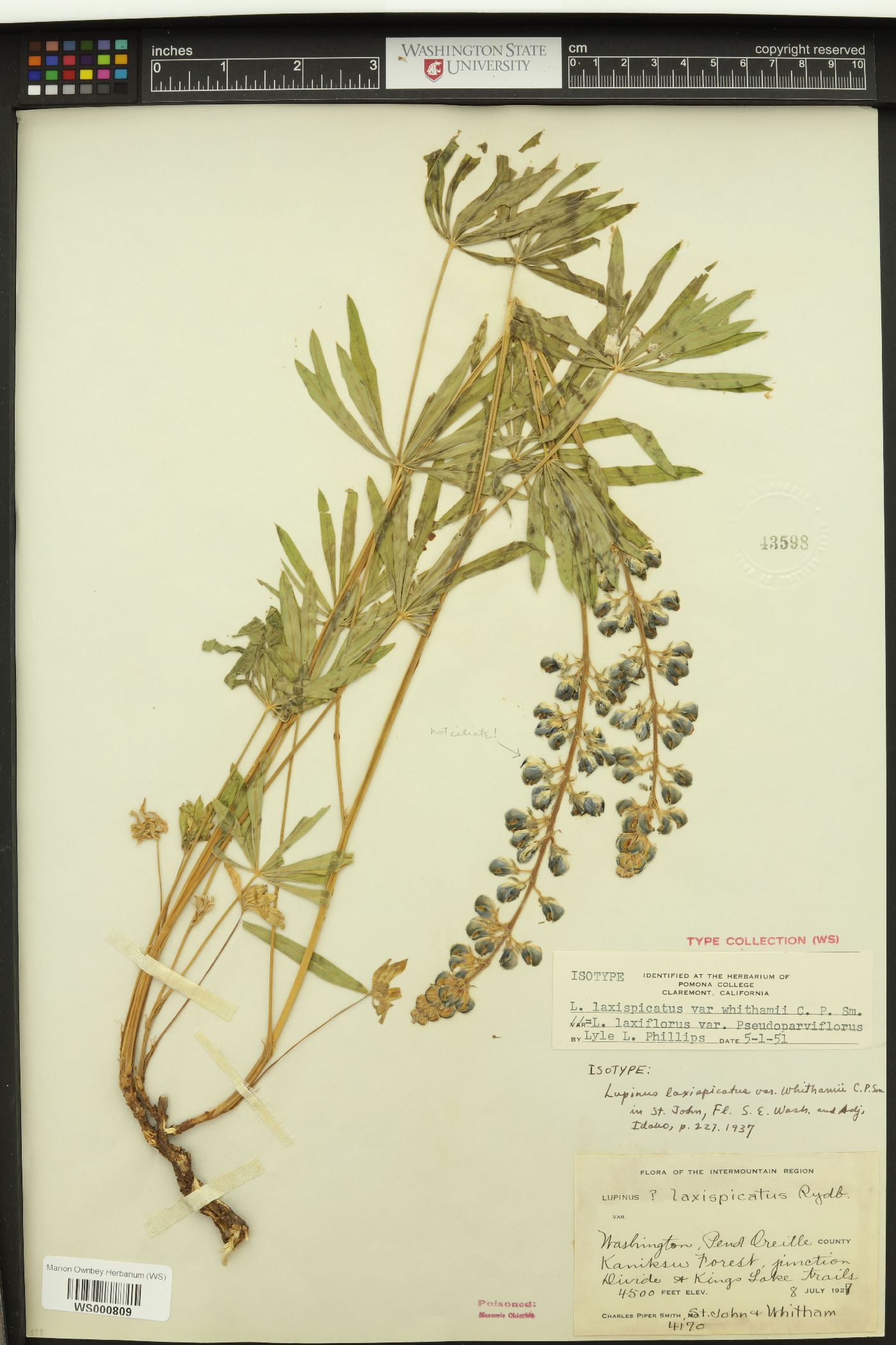 Lupinus laxispicatus var. whithamii image