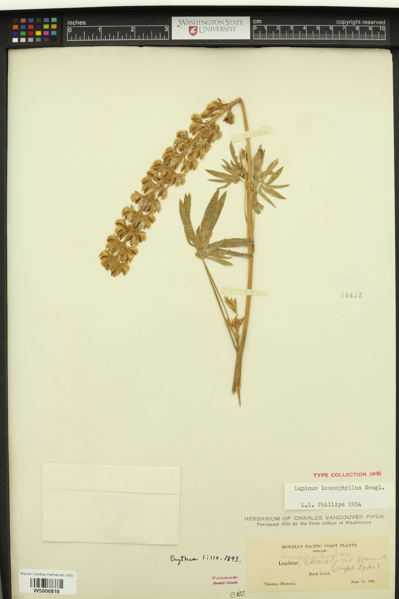 Lupinus canescens image